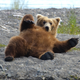 Image for article titled Fossilized Bear Penis Bones Solve Eternal Mystery of Ancient Bear Sex
